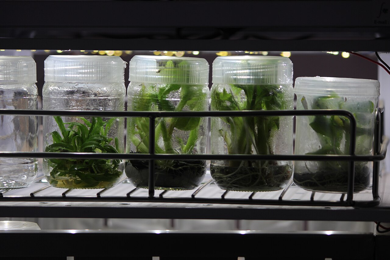 Tissue-cultured banana plantlets growing in glass jars