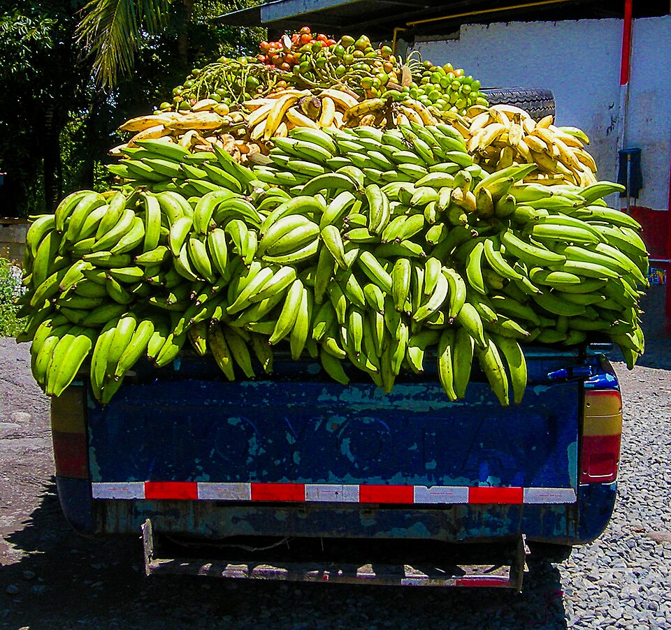 How Do Seedless Watermelons and Bananas Reproduce? Crops Re-Bred Every Year vs. Crops Cloned Forever