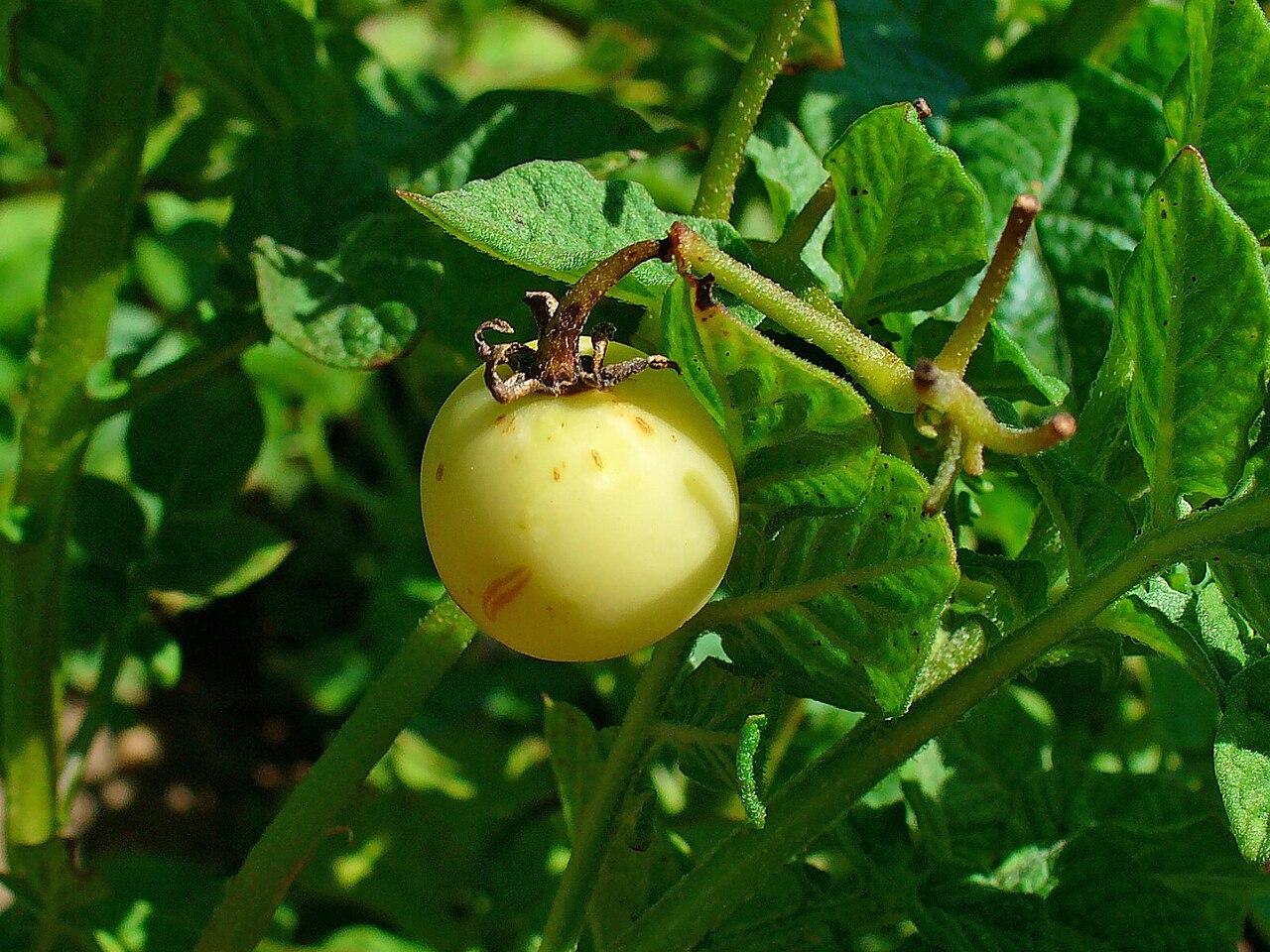 A round, pale green fruit hanging from a potato plant