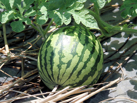 A watermelon growing in the field