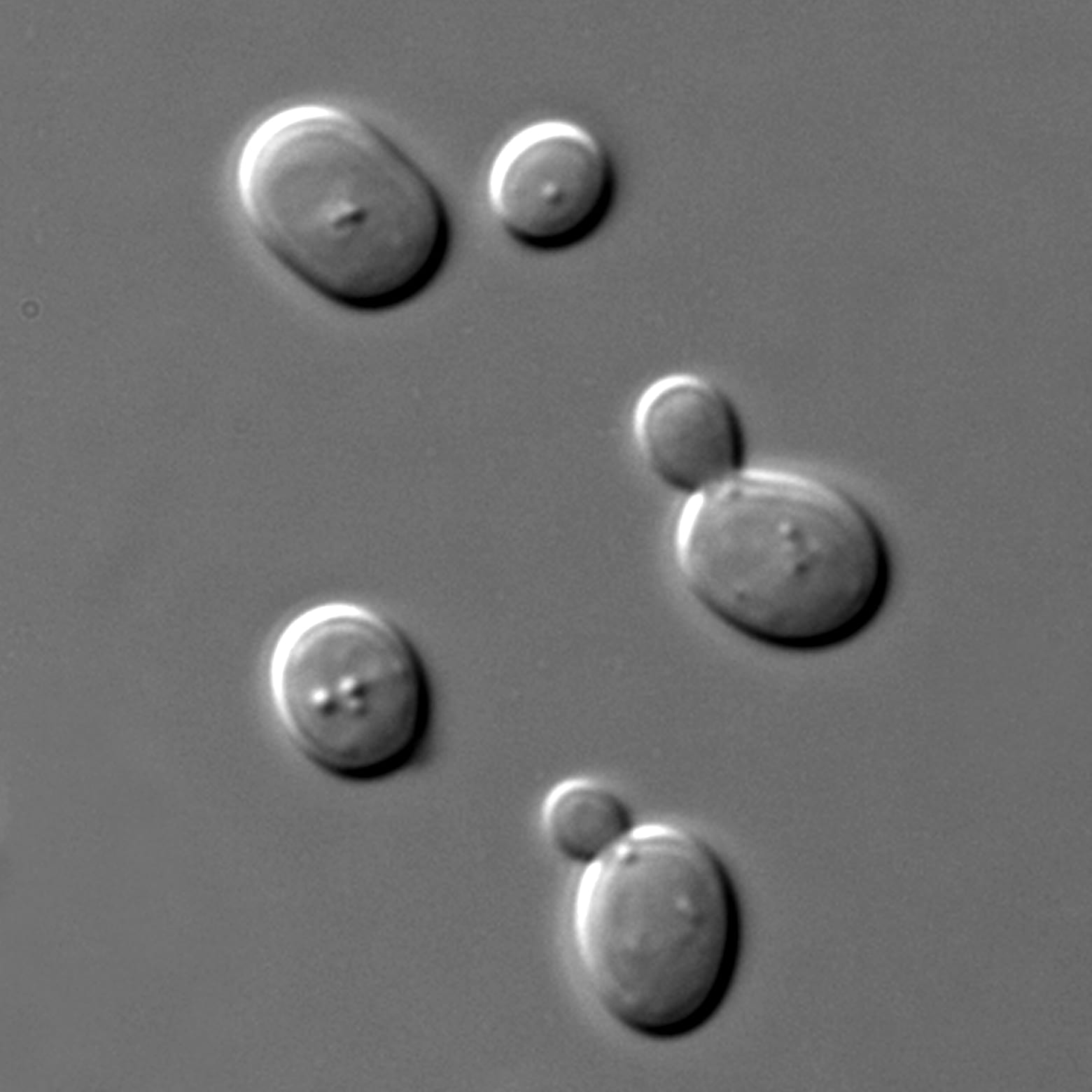 Beer yeast Saccharomyces cerevisiae under microscope